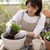 ガーデニング初心者がビオラの花苗を鉢へ植え付ける様子