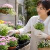 初心者向けの花苗を園芸店で選ぶ日本人女性