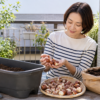 チューリップの球根を選びプランター栽培の準備をする日本人女性