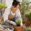 日当たりのよい場所でラベンダーを鉢植えにするガーデニングの様子