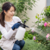蓄圧式の園芸用噴霧器でバラに散布する日本人女性