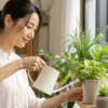 細口の小型ジョウロで室内の観葉植物の株元に水やりする日本人女性
