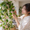 明るい窓辺で花を咲かせるホヤを室内で育てる様子