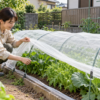 家庭菜園の葉物野菜を防虫ネットで覆い管理する様子