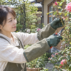 バラの剪定でトゲ対策用ロング園芸手袋を着用する女性