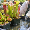 ハエトリソウとサラセニアの鉢を並べたトレーに水を注ぐ食虫植物の腰水栽培