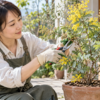 鉢植えのミモザを小さく育てるために剪定ばさみで枝を切る女性