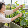 プランター栽培のきゅうりのつるを支柱に張ったネットへ手で誘引する様子