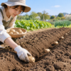 家庭菜園の畑で日本人女性が植え溝にじゃがいもの種いもを間隔を空けて植え付けている様子