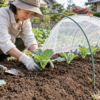 家庭菜園の畝にキャベツの苗を植え付ける女性と、害虫対策用のトンネル型防虫ネット