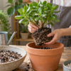 金のなる木の根鉢を確認しながら植え替える様子