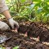 ミョウガの地植え作業で、芽の付いた地下茎を横向きに並べ、手袋をした手で土の溝に植え付けている様子