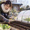 冬の家庭菜園で防寒トンネルのそばの畝に野菜の種をまく女性と、寒さ対策をした葉物野菜