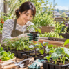春の家庭菜園でミニトマトなどの野菜苗を手に取り、植え付けの準備をする女性