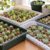 多肉植物を種から育てたサボテンやエケベリアなどの実生苗