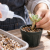 多肉植物の挿し木に少量の水を与えて発根管理する様子