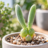 うさぎの耳のような2本の葉を伸ばすモニラリアの鉢植え